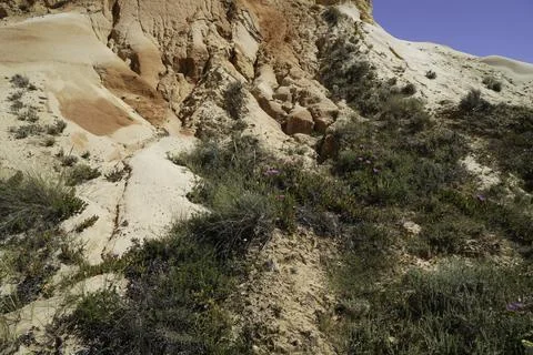 Growth on a sandy cliff, vegetation of robust plants Stock Photos
