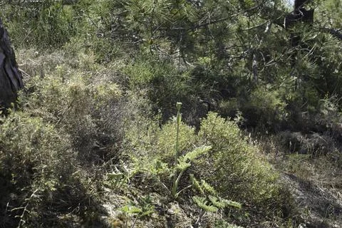 Growth on a sandy cliff, vegetation of robust plants Stock Photos