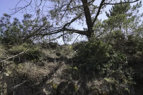 Growth on a sandy cliff, vegetation of robust plants Stock Photos