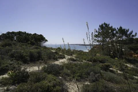 Growth on a sandy cliff, vegetation of robust plants Stock Photos