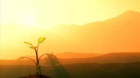 The growth of seedlings Stock-Footage 909897