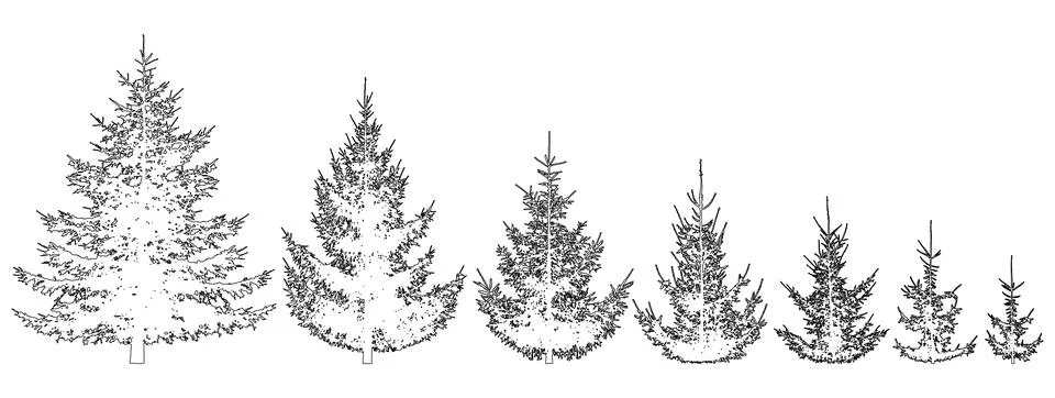 Growth spruce tree. Life process of growing fir tree, contour. Vector illus.. Stock Illustration