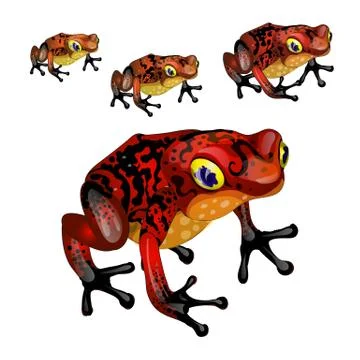The growth stage of red poisonous frogs isolated on white background. Vector Stock Illustration