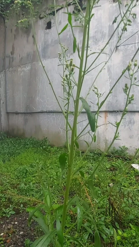 The Growth of Tall Fleabane Video stock 299915620