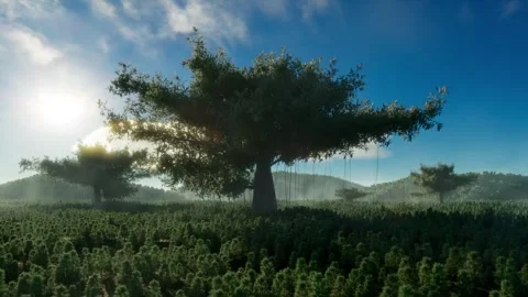 Growth of tall trees 库存影片 313824467