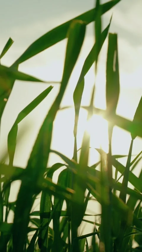 Growth time green plant. Rows of green wheat sprouts on field. Wheat field Stock Footage 307424375