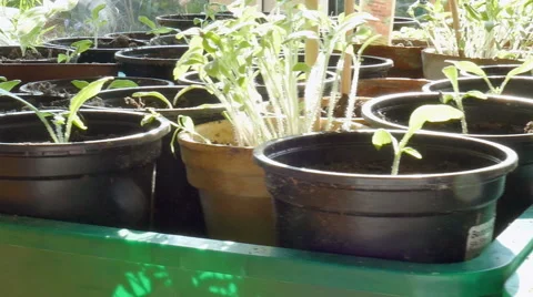 Growth of tomato plants Stockbeeldmateriaal 51492992