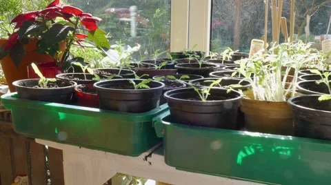 Growth of tomato plants Stock Footage 51493517