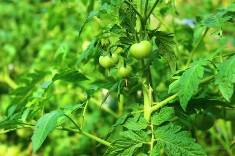 Growth of tomatoes Stock Photos