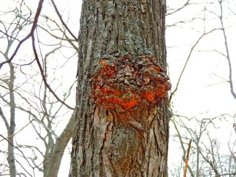 Growth on a tree Foto stock