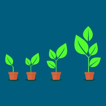 The growth of a tree from a small tree. potted plant. vector illustration Stock Illustration