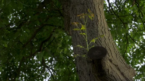 Growth Of Tree Sprout Stock Footage 112246315
