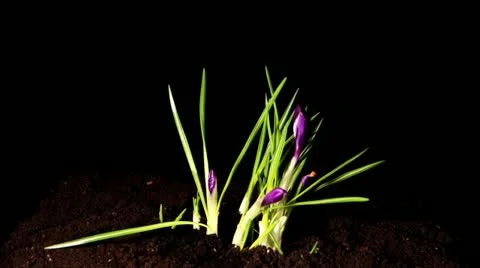 Growth of violet crocuses on the black background Stock Footage 10807871