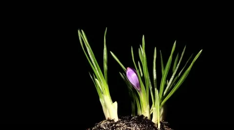 Growth of violet crocuses on the black background (crocus Remembrance) (Time Lap Stock Footage 10860077