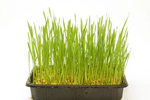 Growth wheat Stock Photos