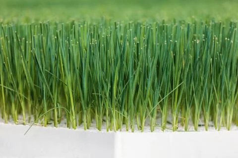 Growth of young leek vegetables inside a greenhouse Photos