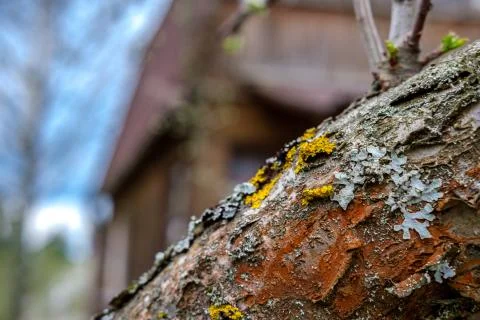 Growths on a tree. Stock Photos
