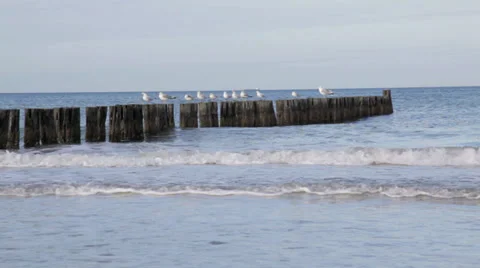 Groynes with seagulls Stock Footage 36783354