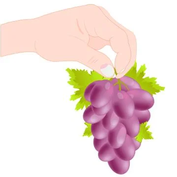 Grozdi grape in hand Stock Illustration