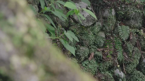 Grreen forest Stock Footage 110359833