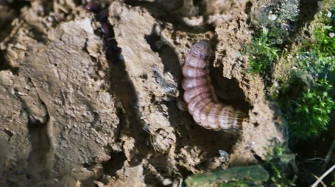 Grub in Dirt, 4K Stock Footage 53082054