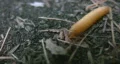 Grub. HD Footage