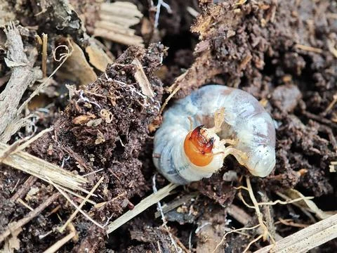 Grub Larva in Soil Close-up View Stock Photos