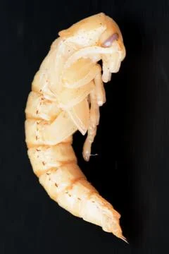 Grub Stock Photos