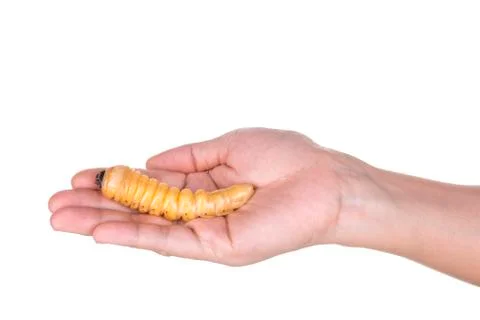 Grub worm Stock Photos