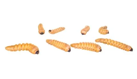 Grub worm Stock Photos