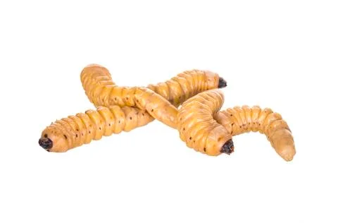 Grub worm Stock Photos