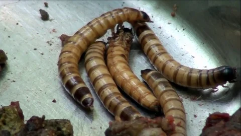 Grub Worms Crawling In Pan With Raw Meat Stock-Footage 76003228