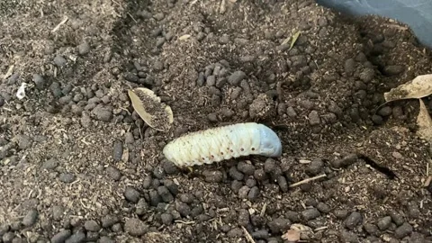 Grub Worms or Beetle in soil agriculture gardening. Worm insects for eating. Video stock 263538153