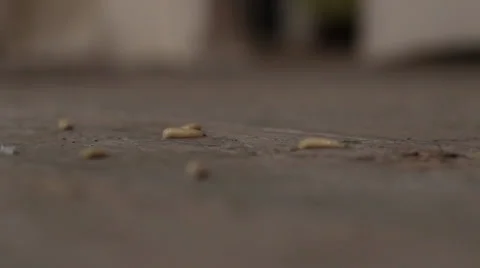 Grubs on wooden ground Stock Footage 36083768