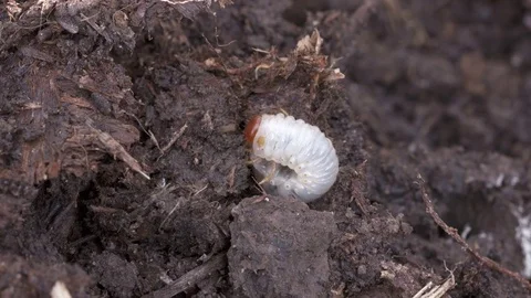 Grubworm digging Stock Footage 79357294
