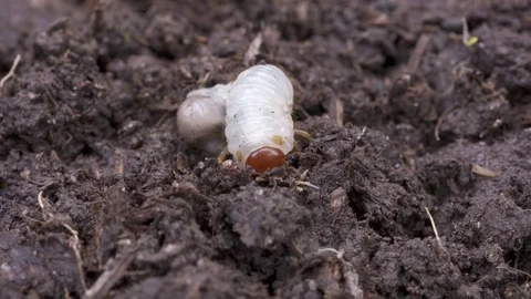 Grubworm digging Video stock 79362550