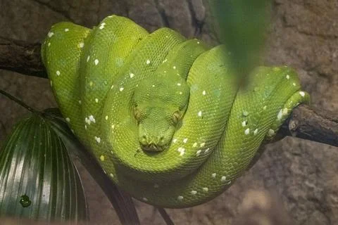 Gruener Baumpython, Green tree python, Morelia viridis, am 24.09.2022 im B... Foto stock