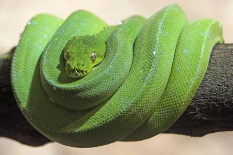  Gruener Baumpython, Morelia viridis, Chondropython viridis, Green Tree Py... Stock Photos