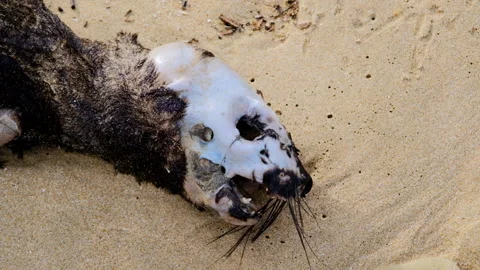 Gruesome decomposing white skull and remains of seal carcass on beach Stock Footage 341027153