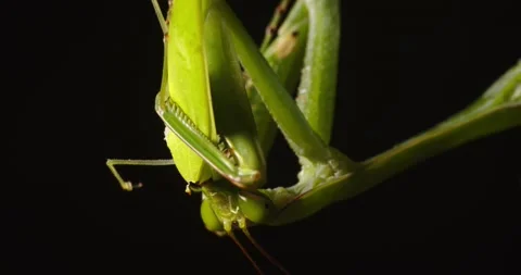 Gruesome view of a Praying Mantis devouring a Green Grasshopper it has Stock Footage 235882359