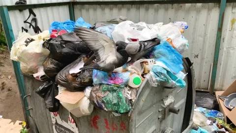 Gruesome wild doves fighting over food in full garbage container with trash 스톡 동영상 192060253