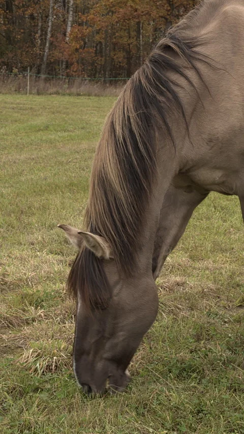 Grullo-colored Lusitano horse grazing in a meadow. 스톡 동영상 331663264