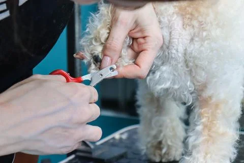 A grummer cuts and grinds the claws of a poodle dog. Stock Photos