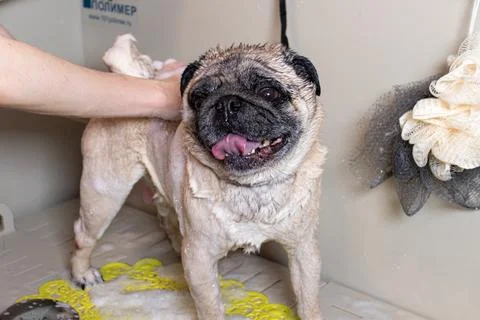 A grummer washes a small beige pug dog Foto stock