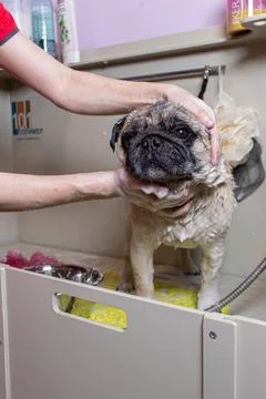 A grummer washes a small beige pug dog Stock Photos
