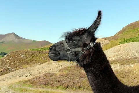 Grumpy Alpaca Stock Photos