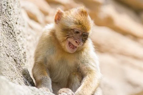 Grumpy Barbary Macaque (Macaca sylvanus) 写真素材