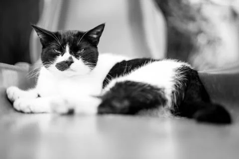 A Grumpy Black And White Cat, Laying On A Garden Slide Stock Photos