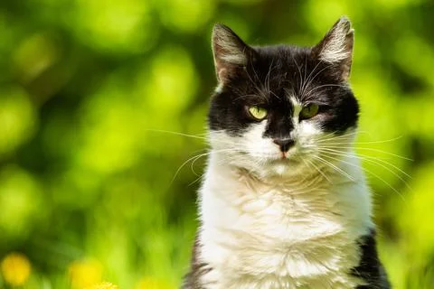 Grumpy black and white cat on the nature greenery background, portrait of a c Foto stock