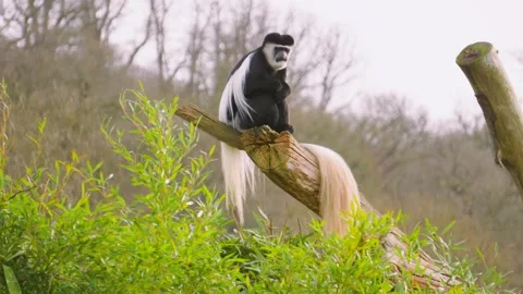 Grumpy Black and White Colobus Monkey Looking Towards Camera Video stock 331110097